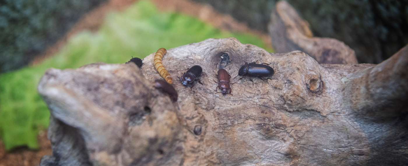 Insectarium