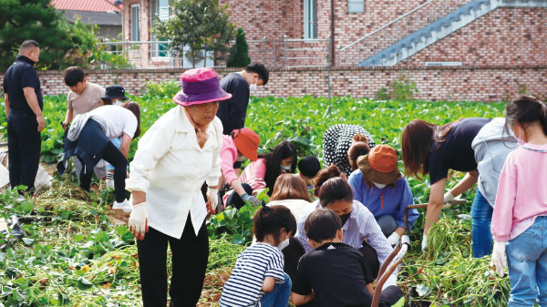 고구마 수확을 하고있는 사람들